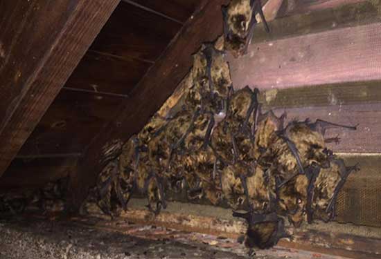 Bats in Attic