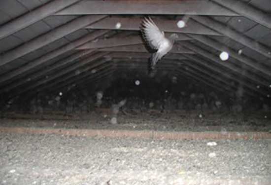 Bird Problem Batpro Wildlife Pest Control Llc