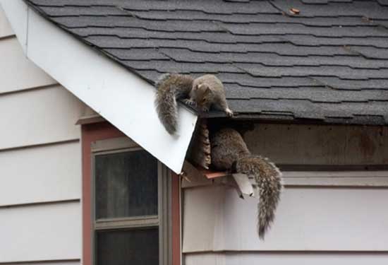 Squirrel Removal and Management