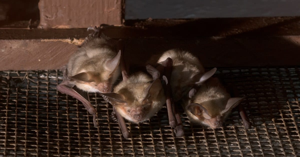 Bats grouped together
